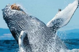 Puerto Vallarta: Whale Watching Beach Bay