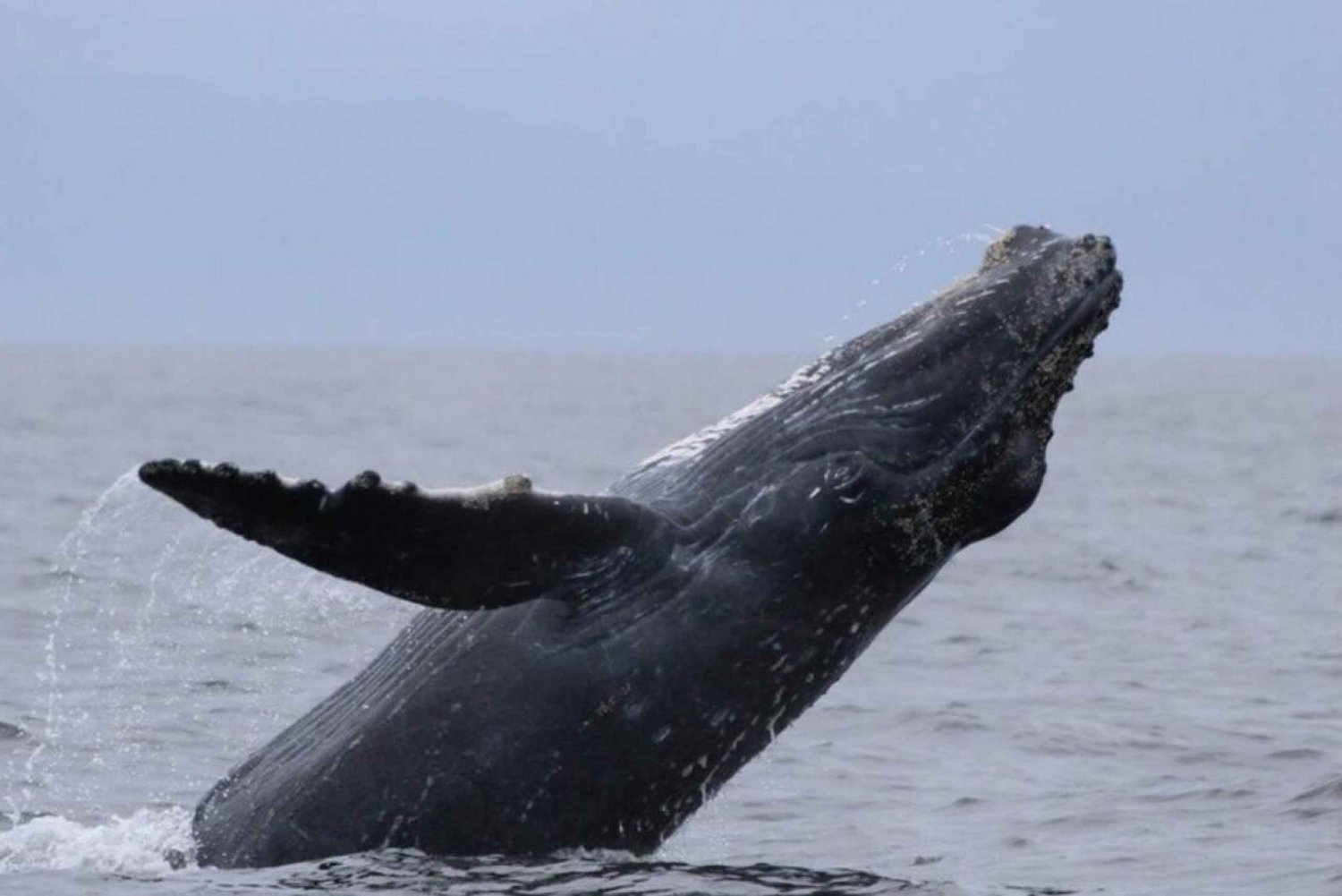 Puerto Vallarta: Whale Watching Encounter