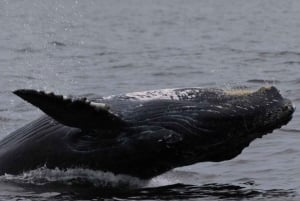 Puerto Vallarta: Whale Watching Encounter