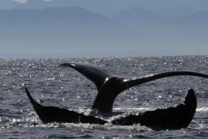 Puerto Vallarta: Whale Watching Encounter