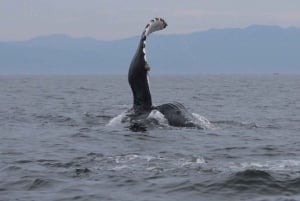 Puerto Vallarta: Whale Watching Encounter