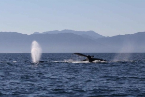 Puerto Vallarta: Whale Watching Encounter