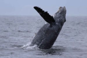 Puerto Vallarta: Whale Watching Encounter