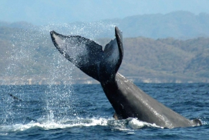 Puerto Vallarta: Avistamiento de ballenas en catamarán