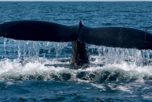 Puerto Vallarta: Avistamiento de ballenas en catamarán