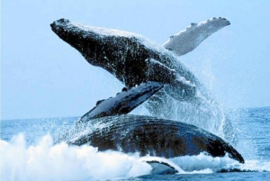 Puerto Vallarta: Avistamiento de ballenas en catamarán