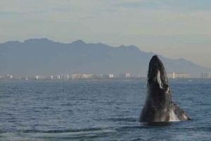 Puerto Vallarta: Avistamiento de ballenas en catamarán