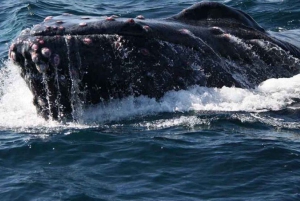 Puerto Vallarta: Avistamiento de ballenas en catamarán