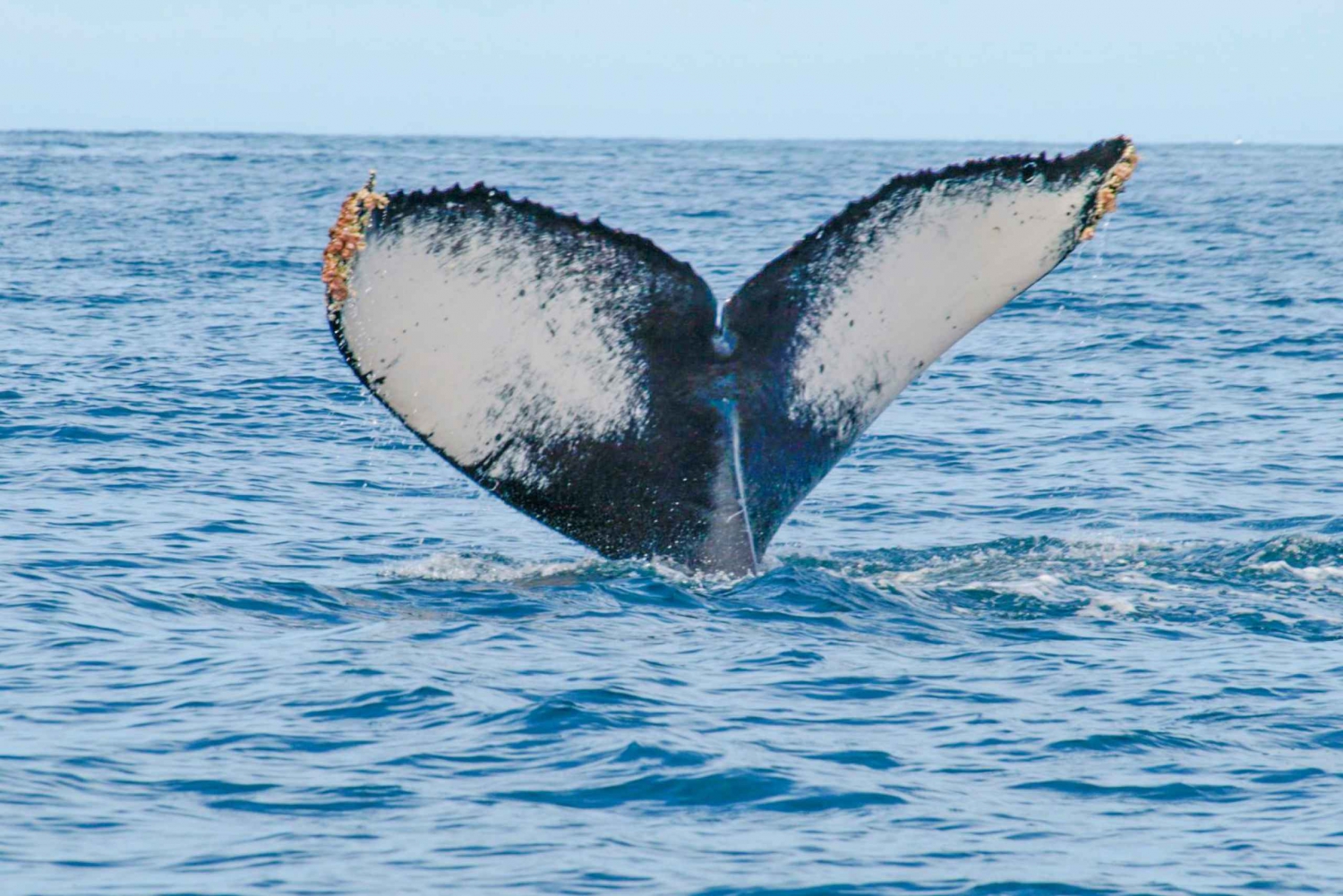 Puerto Vallarta: Whale Watching Photo Safari