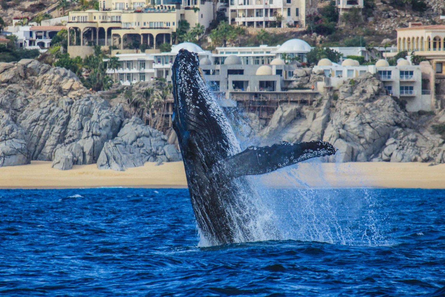 Puerto Vallarta: Whale Watching Tour by Speed Boat and Hydrophone