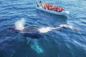 Puerto Vallarta: Whale Watching Tour by Speed Boat and Hydrophone