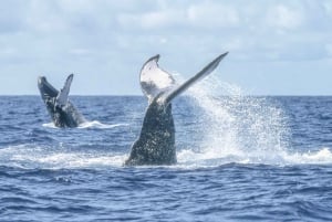 Puerto Vallarta: Whale Watching Tour by Speed Boat and Hydrophone