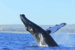 Puerto Vallarta: Whale Watching Tour by Speed Boat and Hydrophone