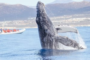 Puerto Vallarta: Whale Watching Tour by Speed Boat and Hydrophone