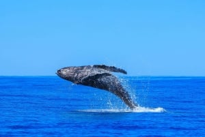 Puerto Vallarta: Whale Watching Tour by Speed Boat and Hydrophone