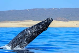 Puerto Vallarta: Whale Watching Tour by Speed Boat and Hydrophone