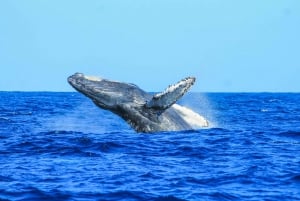 Puerto Vallarta: Whale Watching Tour by Speed Boat and Hydrophone