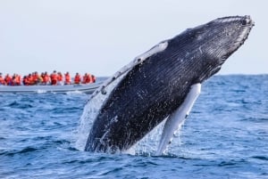 Puerto Vallarta: Whale Watching Tour by Speed Boat and Hydrophone