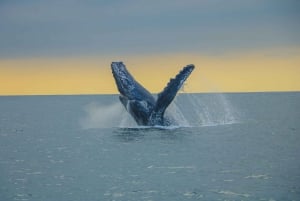 Puerto Vallarta: Whale Watching Tour by Speed Boat and Hydrophone