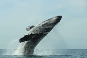 Puerto Vallarta: Whale Watching Tour by Speed Boat and Hydrophone