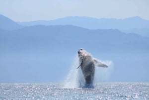 Puerto Vallarta: Whale Watching Tour by Speed Boat and Hydrophone