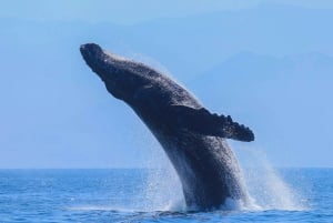 Puerto Vallarta: Whale Watching Tour by Speed Boat and Hydrophone