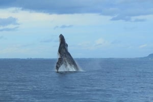 Puerto Vallarta: Whale Watching Tour by Speed Boat and Hydrophone