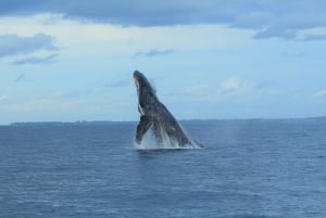 Puerto Vallarta: Whale Watching Tour by Speed Boat and Hydrophone