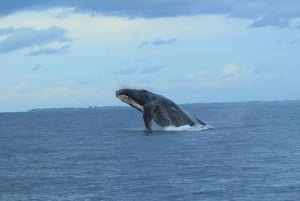 Puerto Vallarta: Whale Watching Tour by Speed Boat and Hydrophone