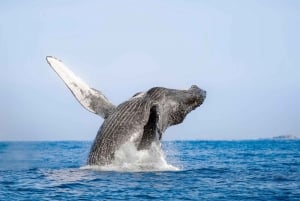 Puerto Vallarta: Whale Watching Tour by Speed Boat and Hydrophone