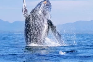 Puerto Vallarta: Whale Watching Tour by Speed Boat and Hydrophone