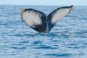 Puerto Vallarta: Whale Watching Tour by Speed Boat and Hydrophone