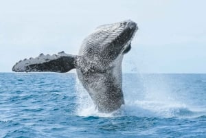 Puerto Vallarta: Whale Watching Tour by Speed Boat and Hydrophone