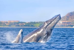 Puerto Vallarta: Whale Watching Tour by Speed Boat and Hydrophone