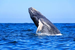 Puerto Vallarta: Whale Watching Tour by Speed Boat and Hydrophone