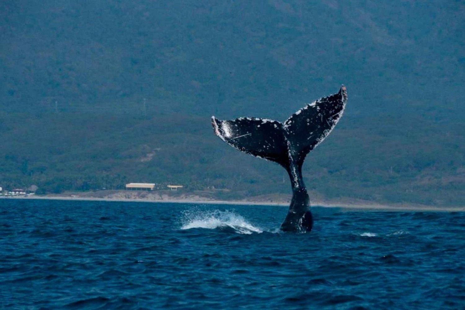 Puerto Vallarta: Avistamiento de ballenas