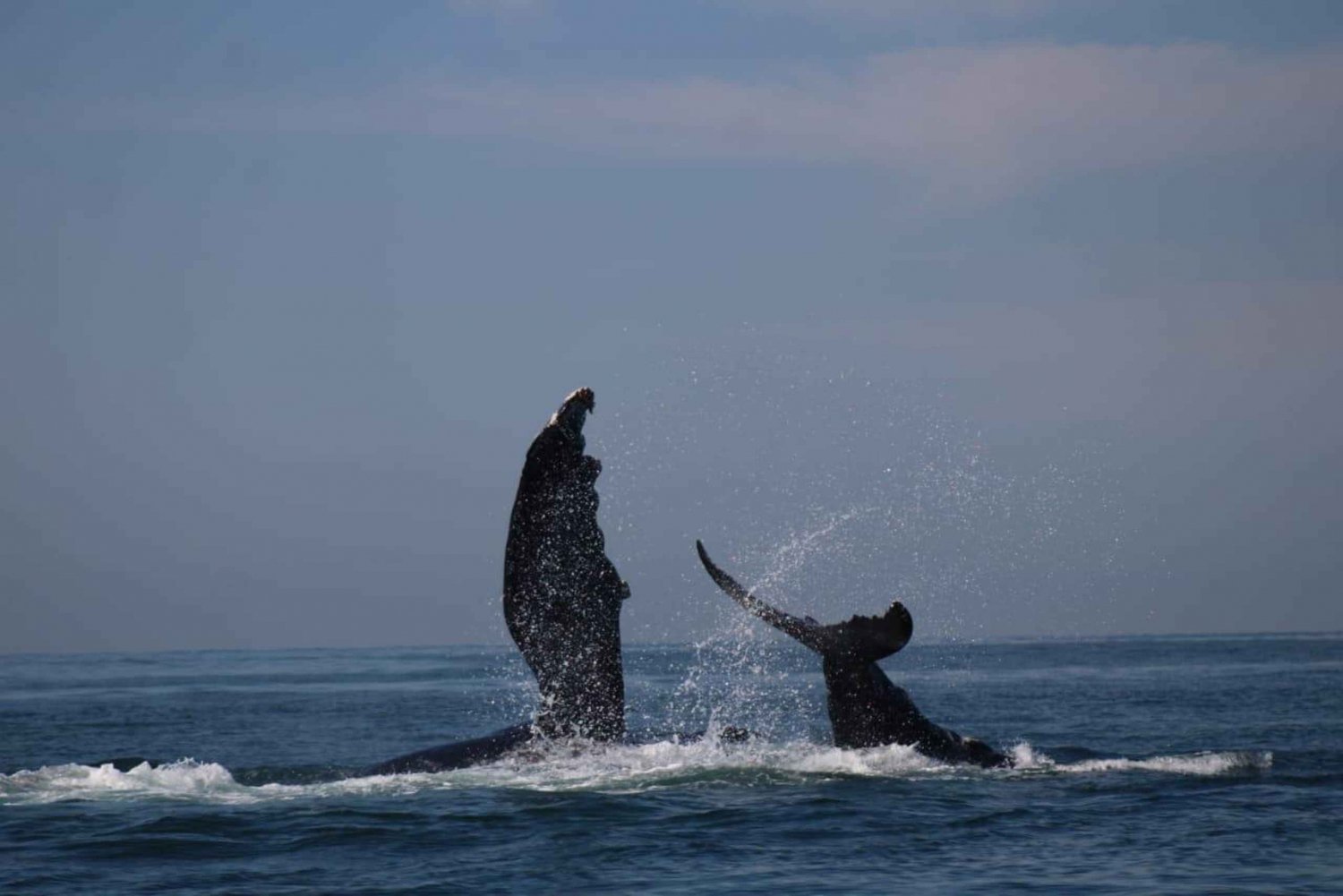 Puerto Vallarta: Avistamiento de ballenas