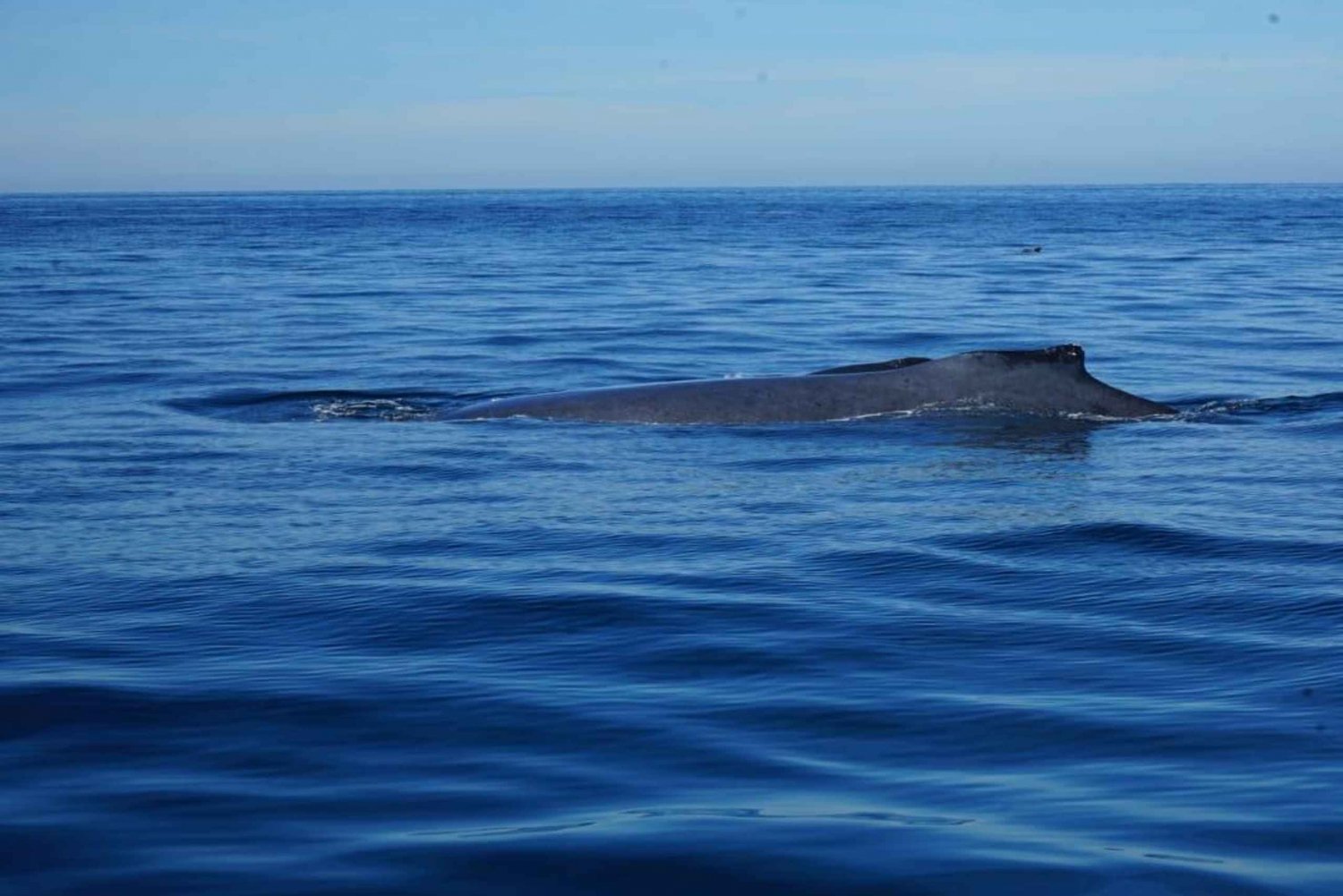 Puerto Vallarta: Whale watching