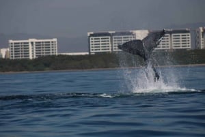 Puerto Vallarta: Avistamiento de ballenas