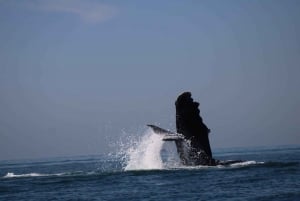 Puerto Vallarta: Avistamiento de ballenas