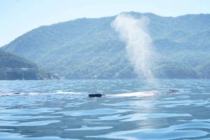 Puerto Vallarta: Avistamiento de ballenas