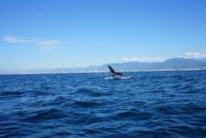 Puerto Vallarta: Avistamiento de ballenas