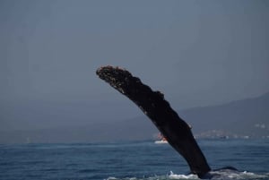 Puerto Vallarta: Avistamiento de ballenas