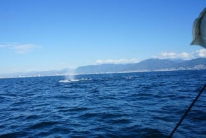 Puerto Vallarta: Avistamiento de ballenas