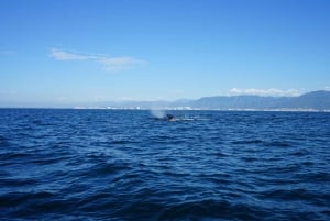 Puerto Vallarta: Avistamiento de ballenas