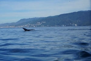 Puerto Vallarta: Avistamiento de ballenas