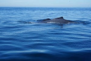 Puerto Vallarta: Avistamiento de ballenas