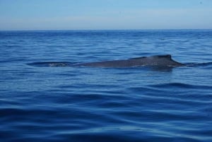 Puerto Vallarta: Avistamiento de ballenas