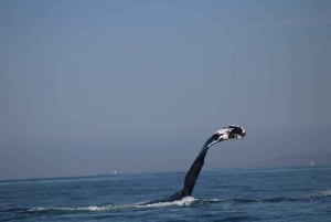 Puerto Vallarta: Avistamiento de ballenas