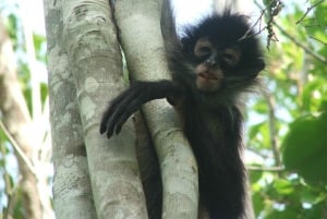 From Riviera Maya : Coba, Punta Laguna & Cenote Day Trip